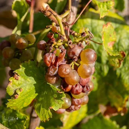 Πανσιόν Fata Morgana Κόχεμ
