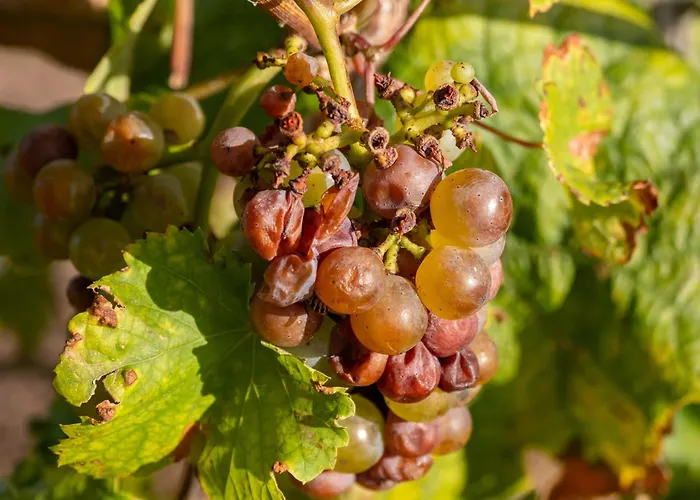 招待所 Fata Morgana 科赫姆